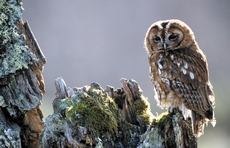 Tawny owl Strix aluco, pe...