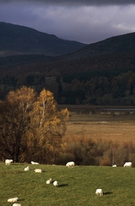 Insh Marshes RSPB reserve, view across the marsh, sheep in foreground, November 2000