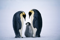 Emperor Penguins, Aptenod...