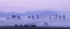Pines in mist at dawn. Gr...
