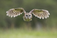 Tawny Owl - Strix aluco -...