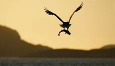 White-tailed Eagle (Halia...