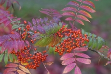 Rowan cultivar berries an...
