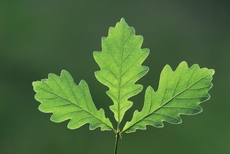 Oak leaves - Quercus robo...