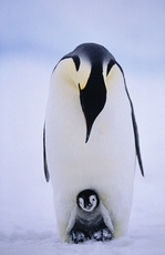 Emperor Penguins Aptenody...