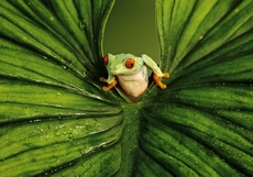 Red-eyed tree frog Agalyc...