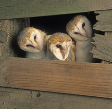 Barn owl Tyto alba, three...