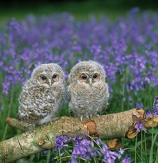 Tawny Owl Strix aluco, tw...