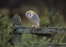 Barn owl Tyto alba, in la...