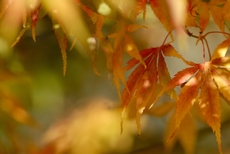 Acer palmatum "Lutescens"