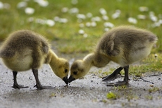 Canada goose, goslings. B...