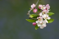 Apple blossom - Malus - w...