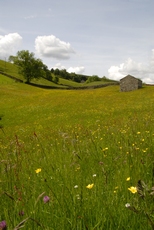 Wildflower meadow in Wens...