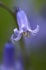 Bluebell, Hyacinthoides n...