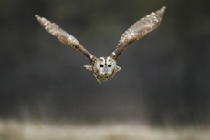 Tawny owl, Strix aluco, I...