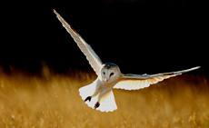 Barn Owl, Tyto alba, hunt...