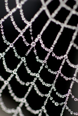 Detail of spiders web cov...