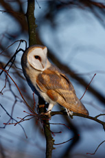 Barn Owl Tyto alba perche...
