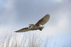 Barn Owl Tyto alba, hunti...
