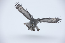 Great grey owl Strix nebu...