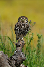 Little owl Athene noctua,...