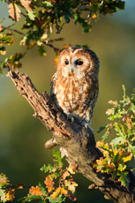 Tawny owl Strix aluco, pe...