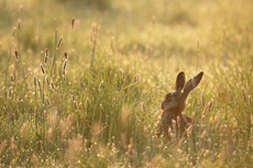 European brown hare Lepus...