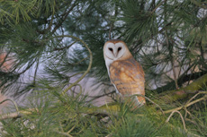 Barn owl Tyto alba, in fi...