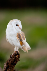 Barn Owl Tyto alba, stari...