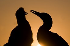 Northern gannet Morus bassanus, an adult and its chick silhouetted against the setting sun, Shetland Islands, Scotland, August
