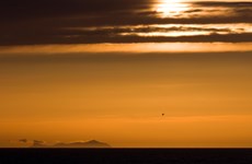 Northern gannet Morus bassanus, a lone gannet silhouetted at sunset, Outer Hebrides, Scotland, May