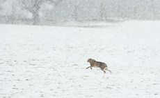 Brown hare Lepus europaeus, an adult running across a field during a snowstorm, Derbyshire, April
