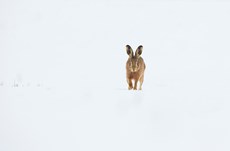 Brown hare Lepus europaeus, an adult running across a snow covered field, Derbyshire, January