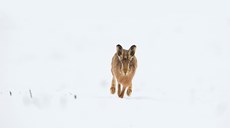 Brown hare Lepus europaeus, an adult running across a snow covered field, Derbyshire, January