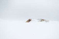 Brown hare Lepus europaeus, an adult covered in ice peeps out of its snow hole, Derbyshire, March