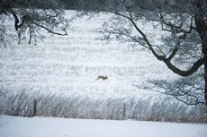 Brown hare Lepus europaeus, an adult moves through a snow covered field of crop stubble, Derbyshire, January