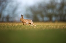 Brown hare Lepus europaeus, a visibly aroused male in pursuit of a sexually receptive female, Derbyshire, February