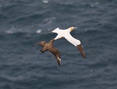 Northern gannet Morus bassanus and Great skua Stercorarius skua, an adult gannet in flight is grabbed by a great skua, Shetland Islands, Scotland, July