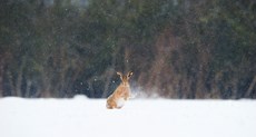 Brown hare Lepus europaeus, an adult shaking snow off its feet during a blizzard, Derbyshire, January