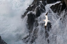 Northern gannet Morus bassanus, an adult in flight against stormy seas, Shetland Islands, Scotland, September