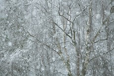 Birch trees in snow storm...
