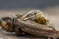 Common lizard Lacerta viv...