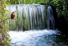 Kingfisher Alcedo atthis,...