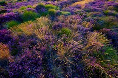 Heather and wild grasses ...