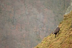 Chamois Rupicapra rupicapra, adult on mountain side, Vosges Mountains, France, December