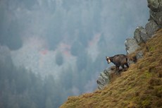 Chamois Rupicapra rupicapra, adult on mountain side, Vosges Mountains, France, December