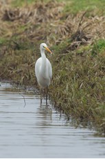 Great white egret Ardea alba, adult fishing in ditch, The Netherlands, January