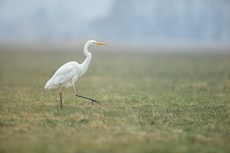Great white egret Ardea alba, adult walking across field, The Netherlands, March