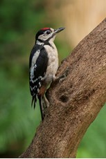 Great spotted woodpecker Dendrocopos major,  juvenile perched on log, The Netherlands, July