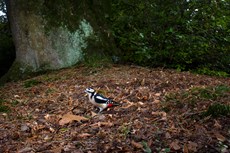 Great spotted woodpecker Dendrocopos major, adult on woodland floor, The Netherlands, September